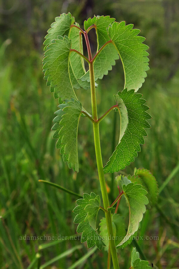 great burnet leaves (Sanguisorba officinalis (Poterium officinale)) [Forest Road 4201-029, Rogue River-Siskiyou National Forest, Josephine County, Oregon]