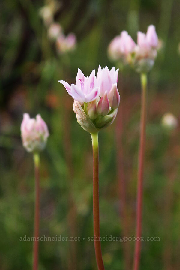 narrow-leaf onion, budding (Allium amplectens) [Forest Road 4201-029, Rogue River-Siskiyou National Forest, Josephine County, Oregon]