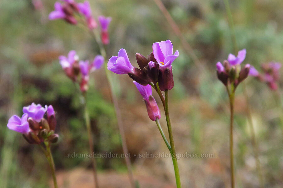 Waldo rock-cress (Arabis aculeolata) [Forest Road 4201-029, Rogue River-Siskiyou National Forest, Josephine County, Oregon]