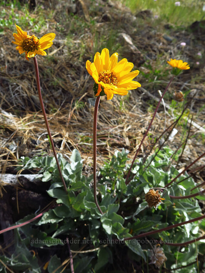 hybrid balsamroot (Balsamorhiza deltoidea x Balsamorhiza sericea) [Forest Road 4201-029, Rogue River-Siskiyou National Forest, Josephine County, Oregon]