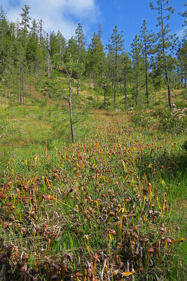 California pitcher plant fen (Darlingtonia californica) [Days Gulch Botanical Area, Rogue River-Siskiyou National Forest, Josephine County, Oregon]