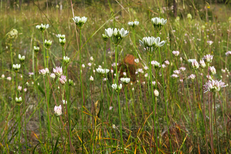 white brodiaea & narrow-leaf onions (Triteleia hyacinthina (Brodiaea hyacinthina), Allium amplectens) [Days Gulch Botanical Area, Rogue River-Siskiyou National Forest, Josephine County, Oregon]