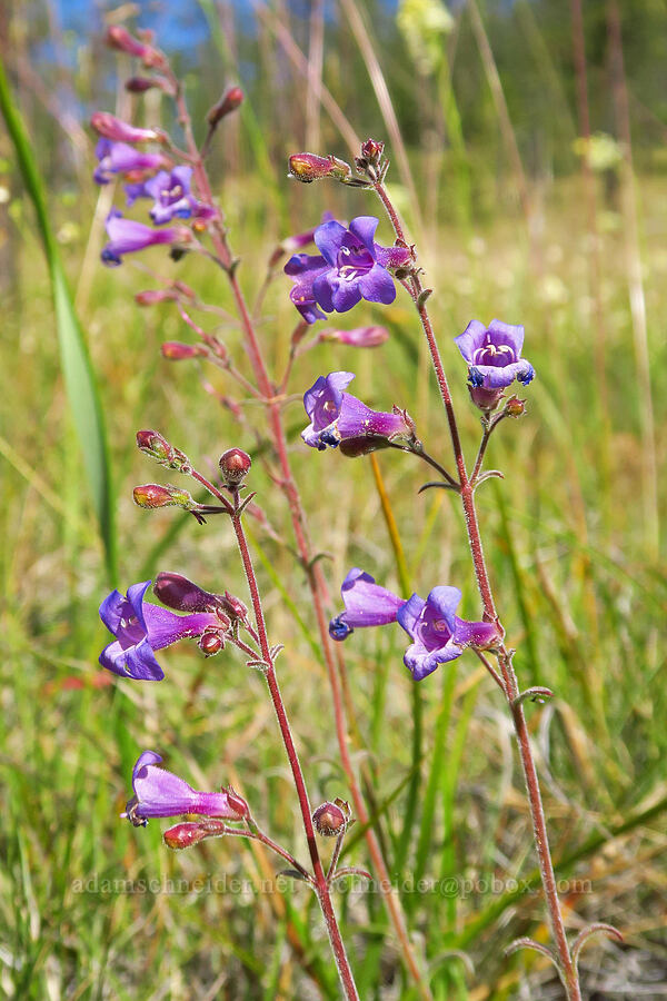 Roezl's penstemon (Penstemon roezlii (Penstemon laetus ssp. roezlii)) [Days Gulch Botanical Area, Rogue River-Siskiyou National Forest, Josephine County, Oregon]