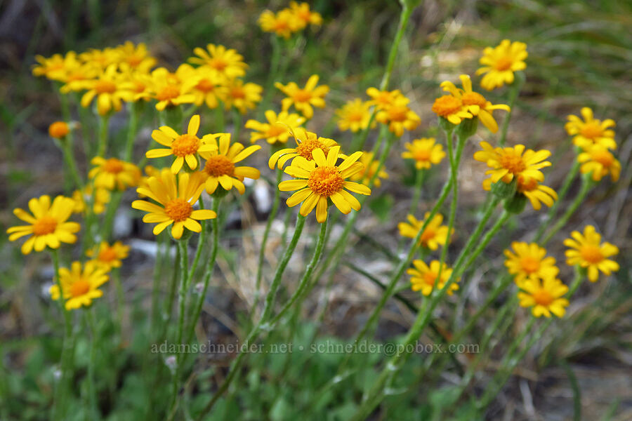 serpentine groundsel (Siskiyou butterweed) (Packera hesperia (Senecio hesperius)) [Days Gulch Botanical Area, Rogue River-Siskiyou National Forest, Josephine County, Oregon]