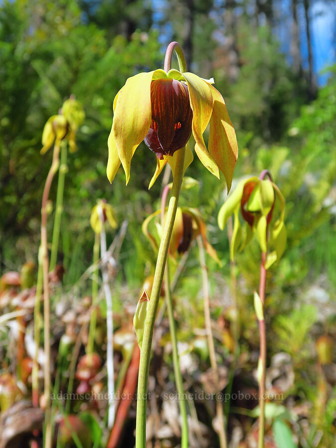 California pitcher plant flowers (Darlingtonia californica) [Days Gulch Botanical Area, Rogue River-Siskiyou National Forest, Josephine County, Oregon]