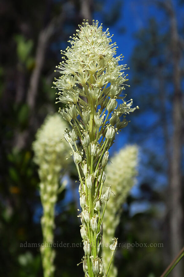 beargrass (Xerophyllum tenax) [Days Gulch Botanical Area, Rogue River-Siskiyou National Forest, Josephine County, Oregon]