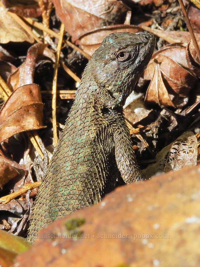 western fence lizard (Sceloporus occidentalis) [Days Gulch Botanical Area, Rogue River-Siskiyou National Forest, Josephine County, Oregon]