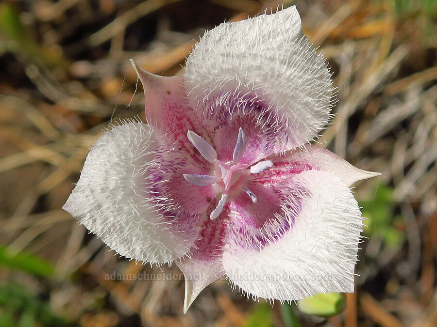 pink Tolmie's mariposa lily (Calochortus tolmiei) [Days Gulch Botanical Area, Rogue River-Siskiyou National Forest, Josephine County, Oregon]