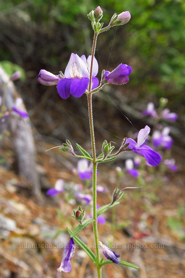 narrow-leaf blue-eyed-Mary (Collinsia linearis (Collinsia rattanii var. linearis)) [Days Gulch Botanical Area, Rogue River-Siskiyou National Forest, Josephine County, Oregon]