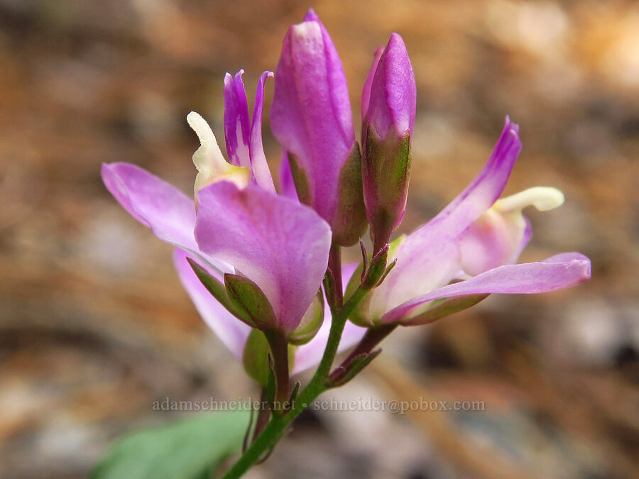 California milkwort (Polygala californica (Rhinotropis californica)) [Days Gulch Botanical Area, Rogue River-Siskiyou National Forest, Josephine County, Oregon]