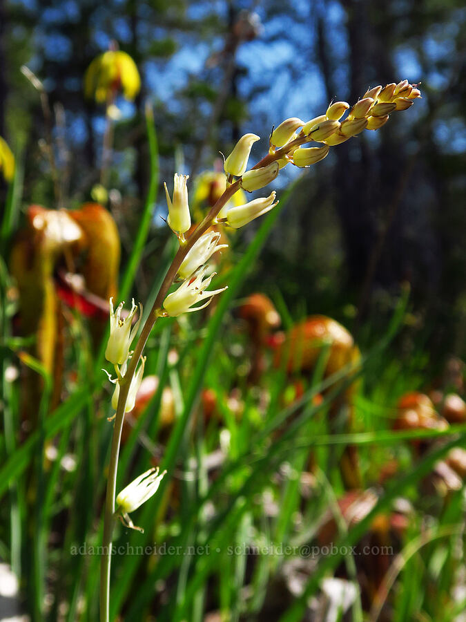 large-flowered rush-lily (Hastingsia bracteosa) [Days Gulch Botanical Area, Rogue River-Siskiyou National Forest, Josephine County, Oregon]