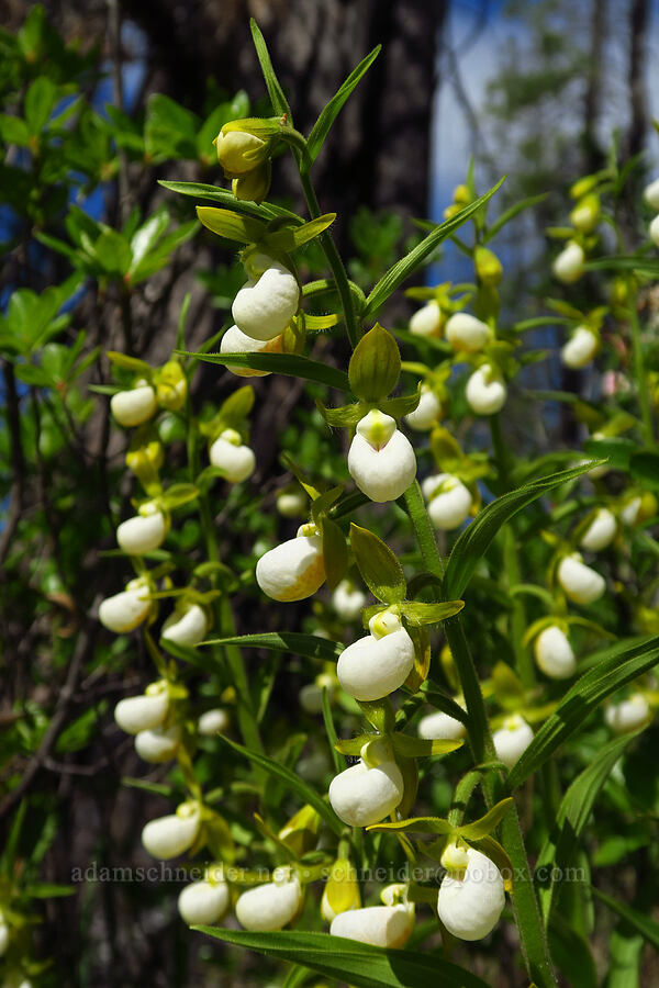 California lady's-slipper orchids (Cypripedium californicum) [Days Gulch Botanical Area, Rogue River-Siskiyou National Forest, Josephine County, Oregon]