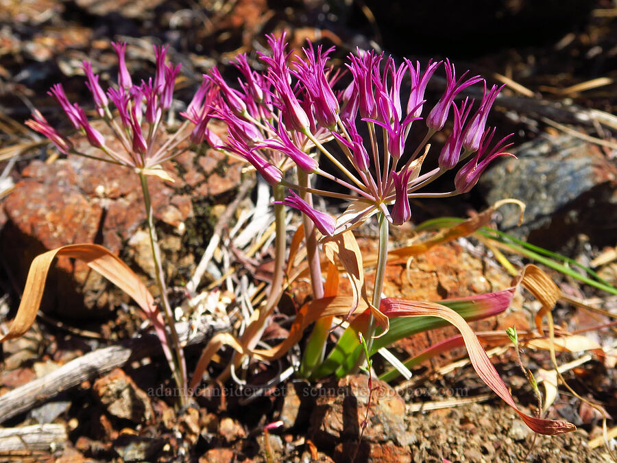 sickle-leaf onion (Allium falcifolium) [Days Gulch Botanical Area, Rogue River-Siskiyou National Forest, Josephine County, Oregon]