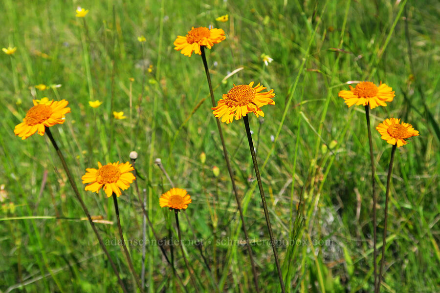 Bigelow's sneezeweed (Helenium bigelovii) [Days Gulch Botanical Area, Rogue River-Siskiyou National Forest, Josephine County, Oregon]