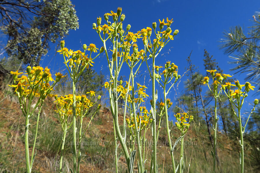 Siskiyou ragwort (Packera macounii (Senecio fastigatus)) [Days Gulch Botanical Area, Rogue River-Siskiyou National Forest, Josephine County, Oregon]