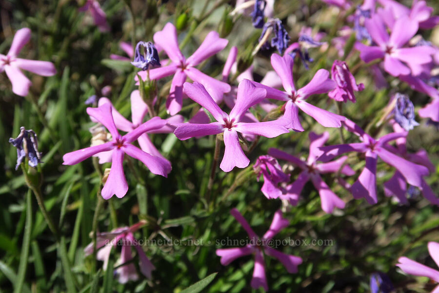 showy phlox (Phlox speciosa) [Forest Road 4201, Rogue River-Siskiyou National Forest, Josephine County, Oregon]