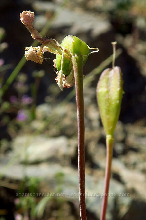 lemon fawn lily, going to seed (Erythronium citrinum) [Forest Road 4201, Rogue River-Siskiyou National Forest, Josephine County, Oregon]