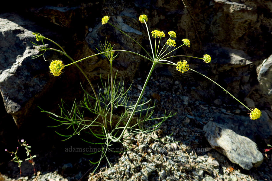 nine-leaf desert parsley (Lomatium triternatum var. triternatum) [Forest Road 4201, Rogue River-Siskiyou National Forest, Josephine County, Oregon]