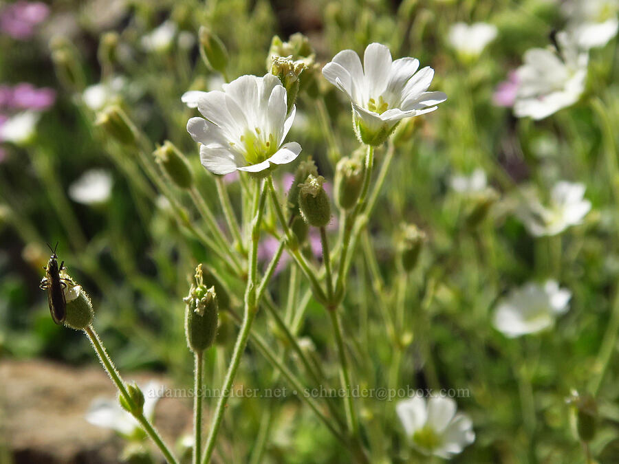 field chickweed (Cerastium arvense) [Forest Road 4201, Rogue River-Siskiyou National Forest, Josephine County, Oregon]