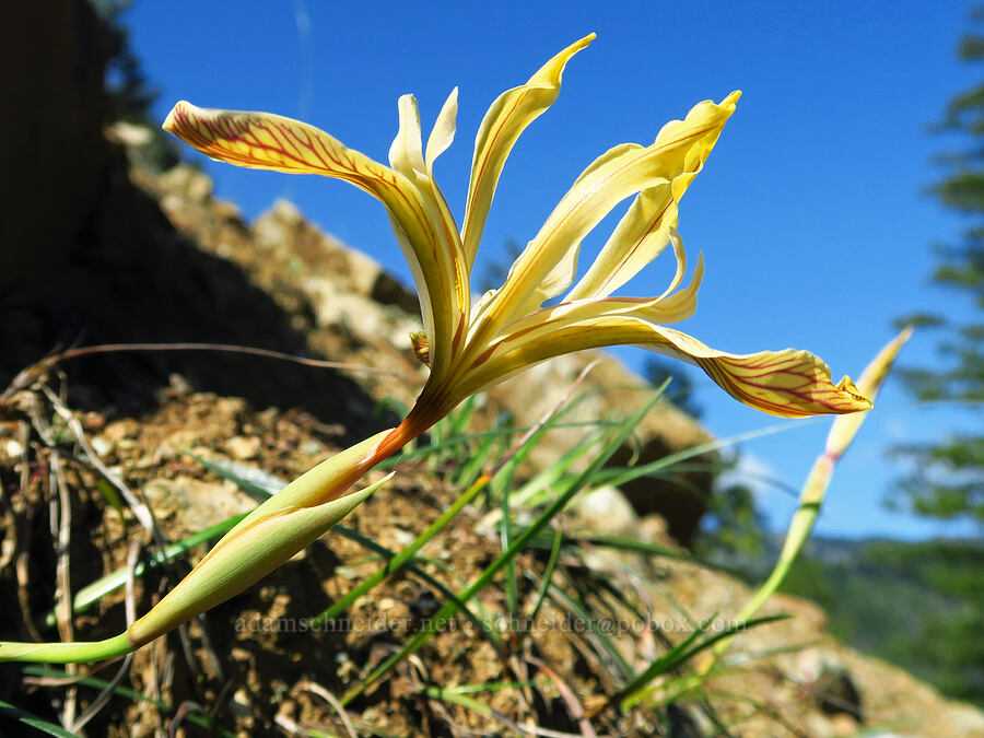 Del Norte iris (Iris innominata) [Forest Road 4201, Rogue River-Siskiyou National Forest, Josephine County, Oregon]