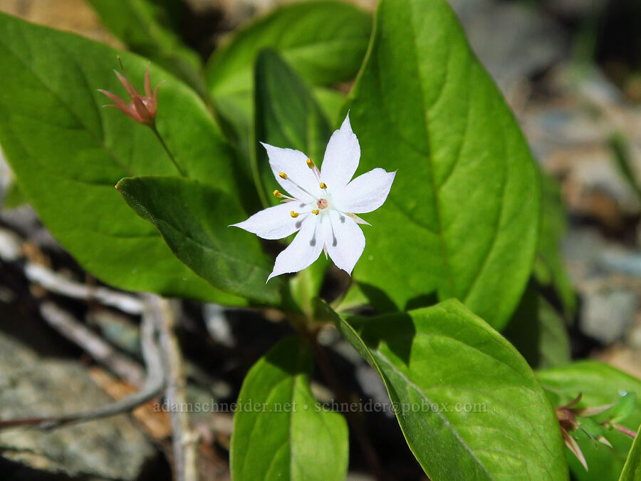 western starflower (Lysimachia latifolia (Trientalis borealis ssp. latifolia)) [Forest Road 4201, Rogue River-Siskiyou National Forest, Josephine County, Oregon]