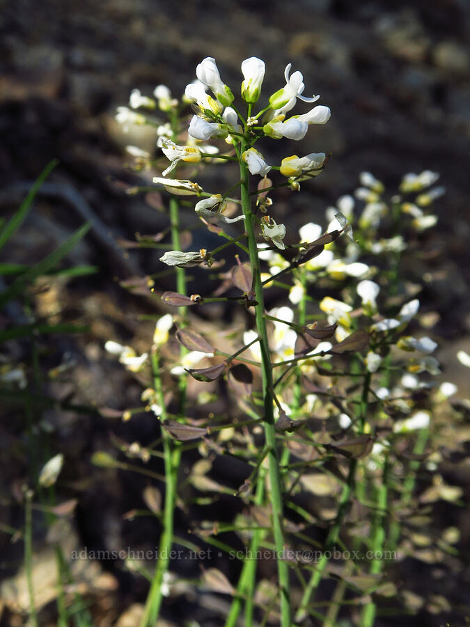 Siskiyou penny-cress (Noccaea fendleri ssp. siskiyouensis (Thlaspi montanum var. siskiyouense)) [Forest Road 4201, Rogue River-Siskiyou National Forest, Josephine County, Oregon]