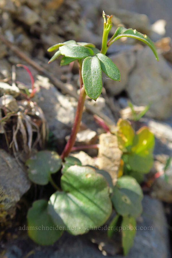 thick-leaved oaks toothwort (Cardamine nuttallii var. gemmata) [Forest Road 4201, Rogue River-Siskiyou National Forest, Josephine County, Oregon]