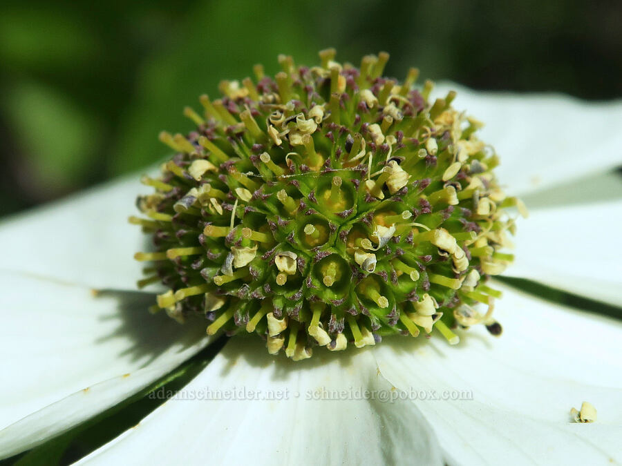 Pacific dogwood (Cornus nuttallii) [Forest Road 4201, Rogue River-Siskiyou National Forest, Josephine County, Oregon]