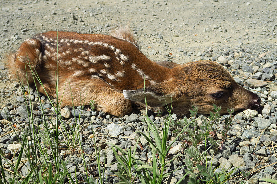 mule deer fawn, playing dead (Odocoileus hemionus columbianus) [Forest Road 4201, Rogue River-Siskiyou National Forest, Josephine County, Oregon]