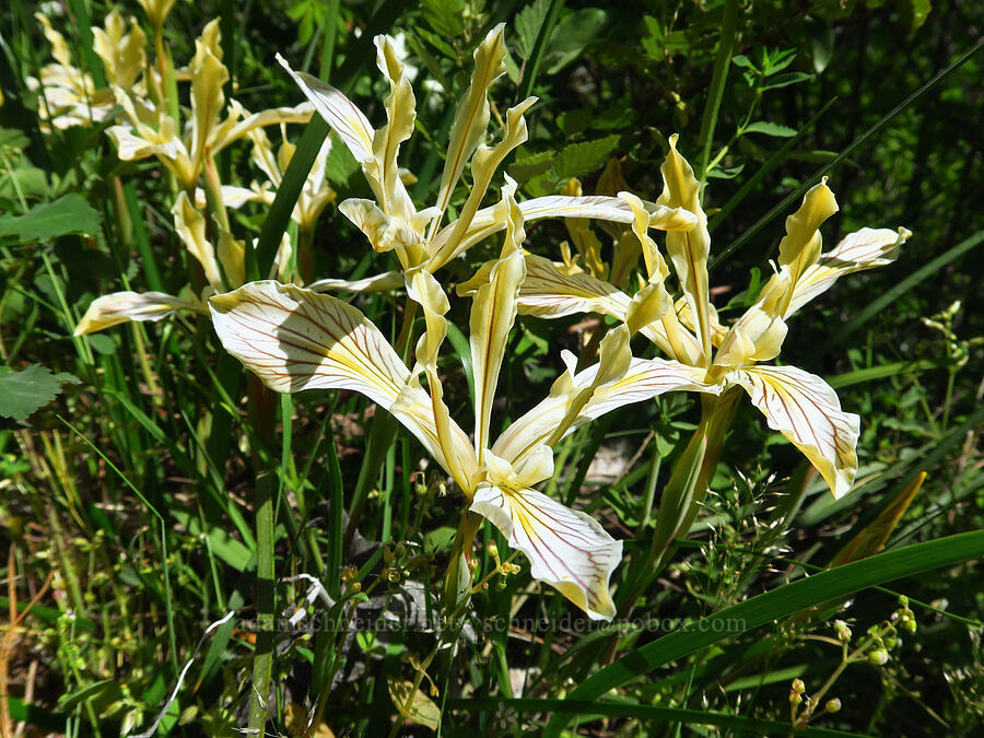 irises (Iris sp.) [Forest Road 4201, Rogue River-Siskiyou National Forest, Josephine County, Oregon]