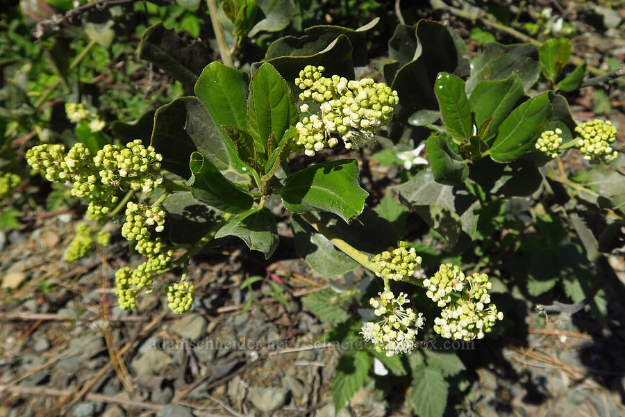 snowbrush (Ceanothus velutinus) [Forest Road 4201, Rogue River-Siskiyou National Forest, Josephine County, Oregon]