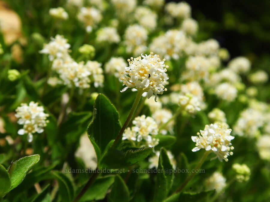 modesty (yerba de selva) (Whipplea modesta) [Forest Road 4201, Rogue River-Siskiyou National Forest, Josephine County, Oregon]