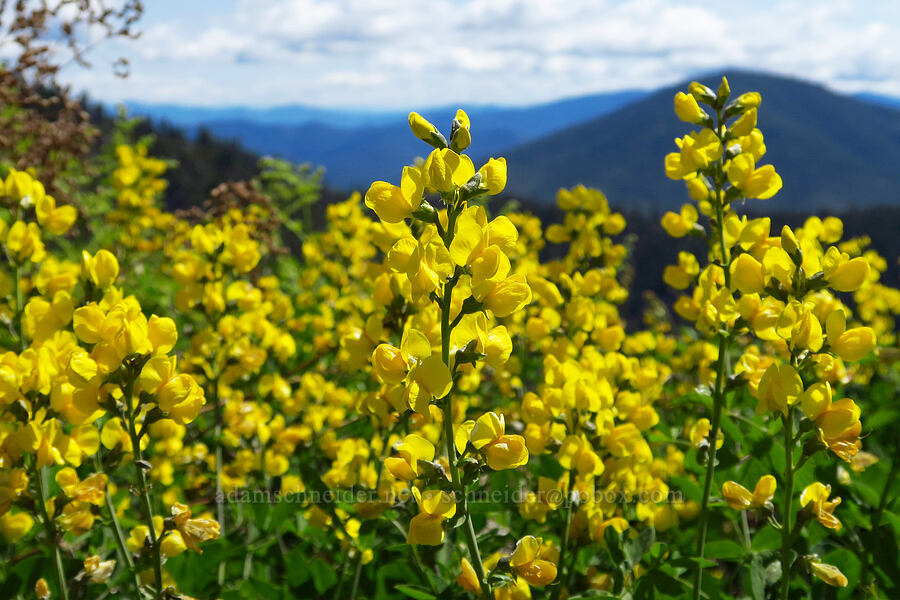 slender golden-banner (Thermopsis gracilis) [Forest Road 4201, Rogue River-Siskiyou National Forest, Josephine County, Oregon]