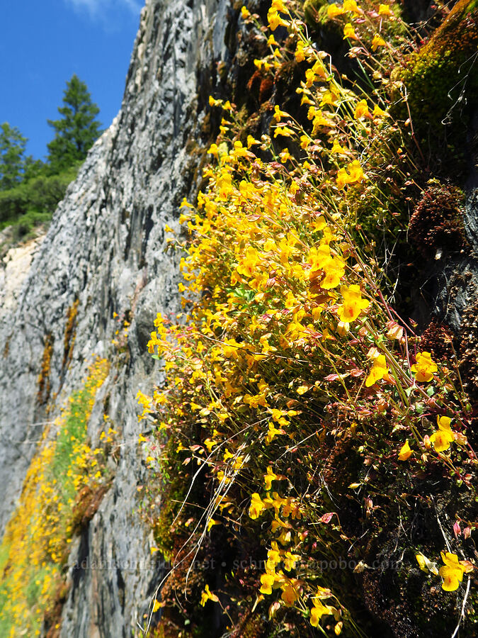 little-leaf monkeyflower (Erythranthe microphylla (Mimulus microphyllus)) [Forest Road 4201, Rogue River-Siskiyou National Forest, Josephine County, Oregon]