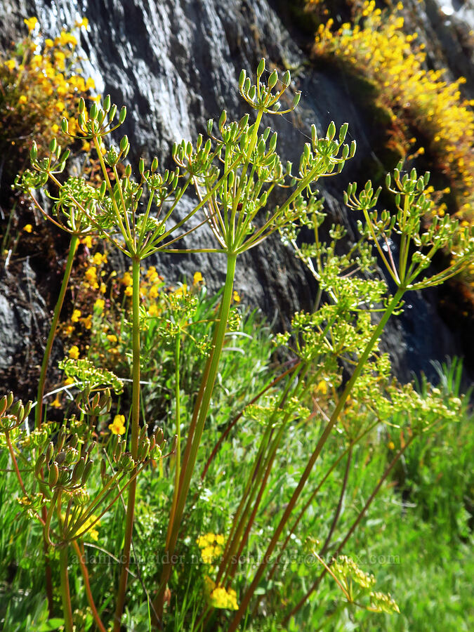 Hall's desert parsley, going to seed (Lomatium hallii) [Forest Road 4201, Rogue River-Siskiyou National Forest, Josephine County, Oregon]