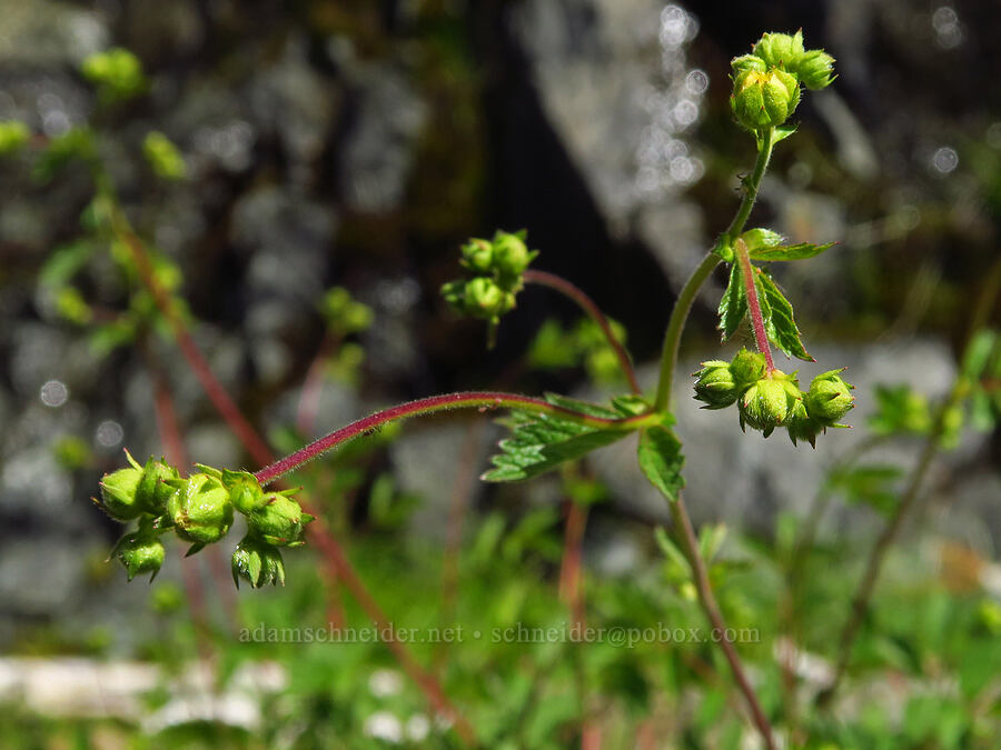 sticky cinquefoil, budding (Drymocallis glandulosa (Potentilla glandulosa)) [Forest Road 4201, Rogue River-Siskiyou National Forest, Josephine County, Oregon]