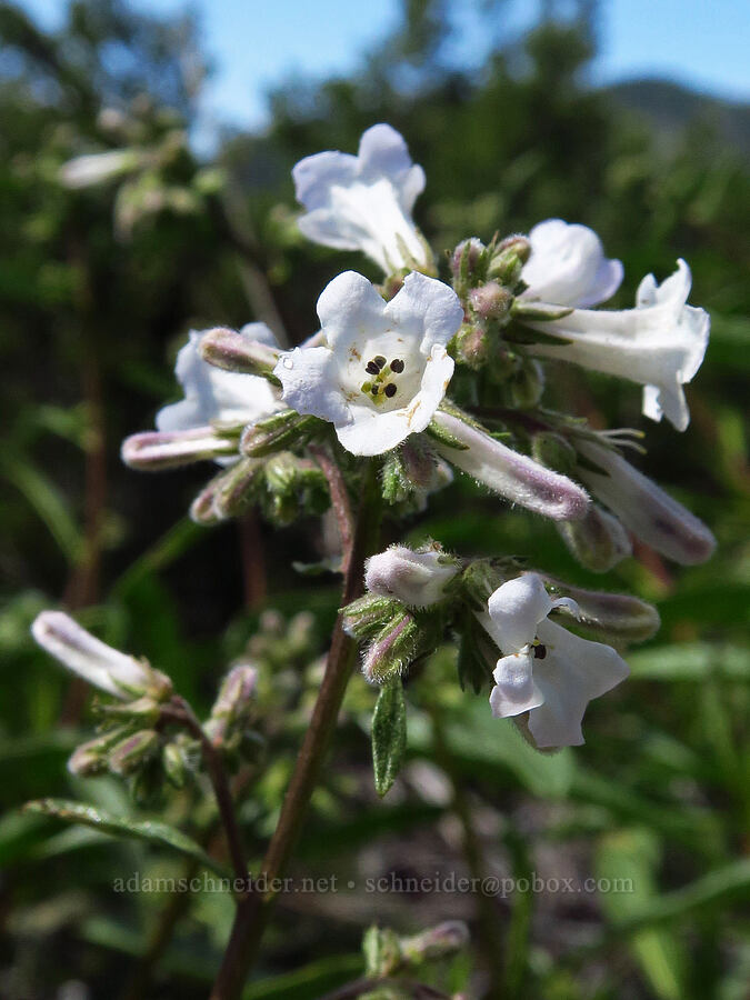 yerba santa (Eriodictyon californicum (Wigandia californica)) [Forest Road 4201, Rogue River-Siskiyou National Forest, Josephine County, Oregon]