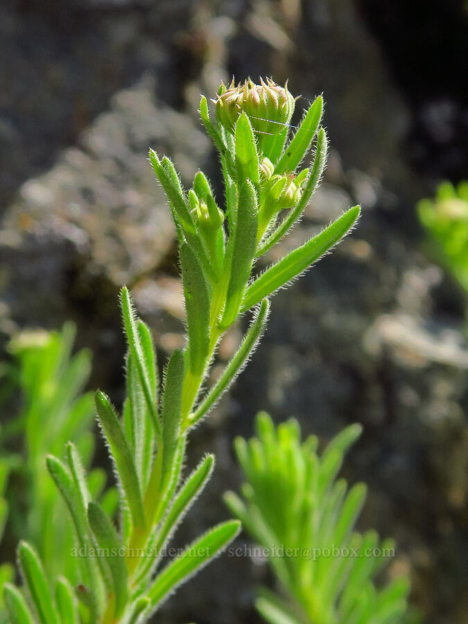 Klamath fleabane, budding (Erigeron klamathensis (Erigeron breweri var. klamathensis)) [Forest Road 4201, Rogue River-Siskiyou National Forest, Josephine County, Oregon]