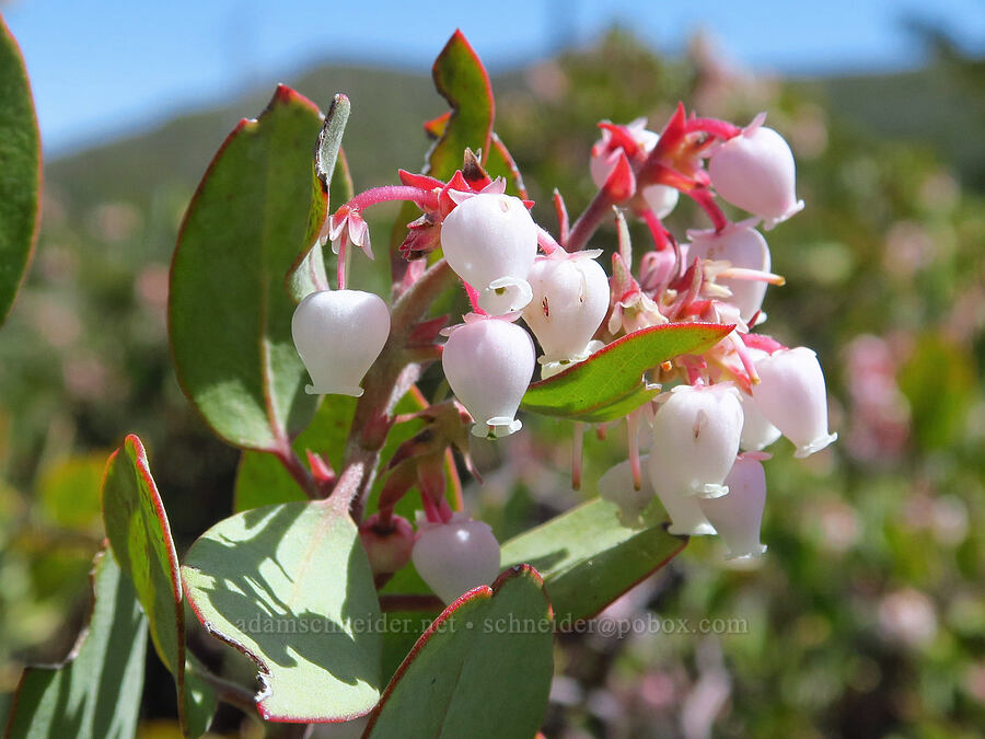 manzanita (Arctostaphylos sp.) [Forest Road 4201, Rogue River-Siskiyou National Forest, Josephine County, Oregon]