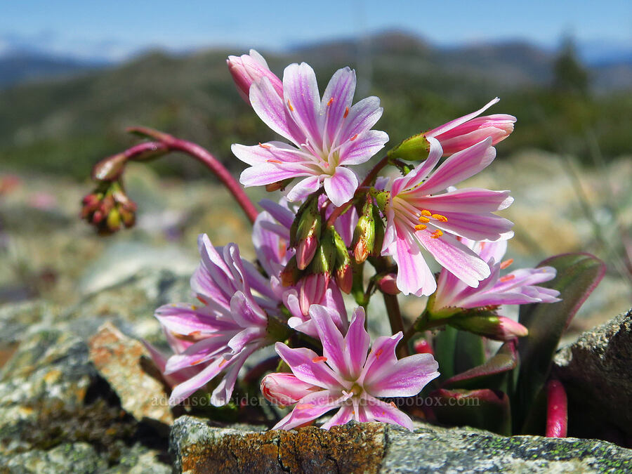 Siskiyou lewisia (Lewisia cotyledon) [Babyfoot Lake Trailhead, Rogue River-Siskiyou National Forest, Curry County, Oregon]