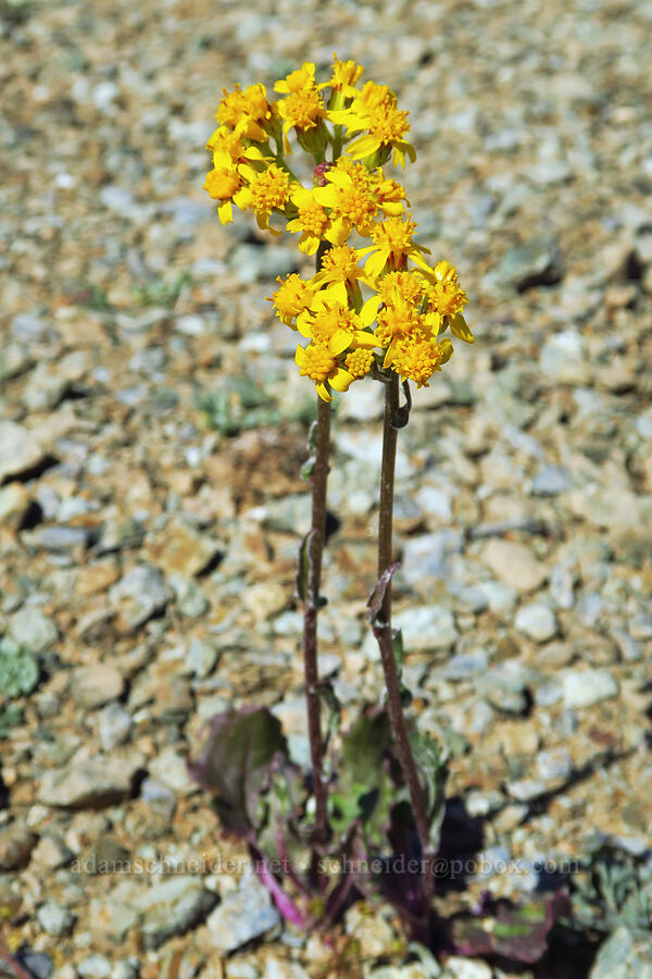 western groundsel (Senecio integerrimus) [Babyfoot Lake Trailhead, Rogue River-Siskiyou National Forest, Curry County, Oregon]