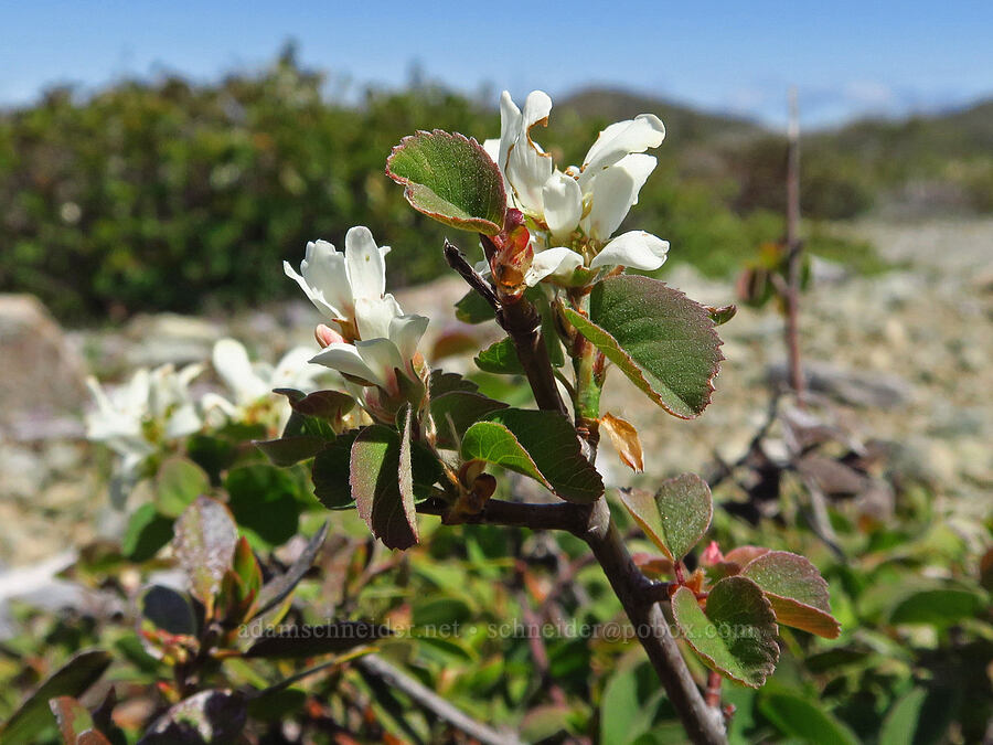 very short serviceberry (Amelanchier sp.) [Babyfoot Lake Trailhead, Rogue River-Siskiyou National Forest, Curry County, Oregon]