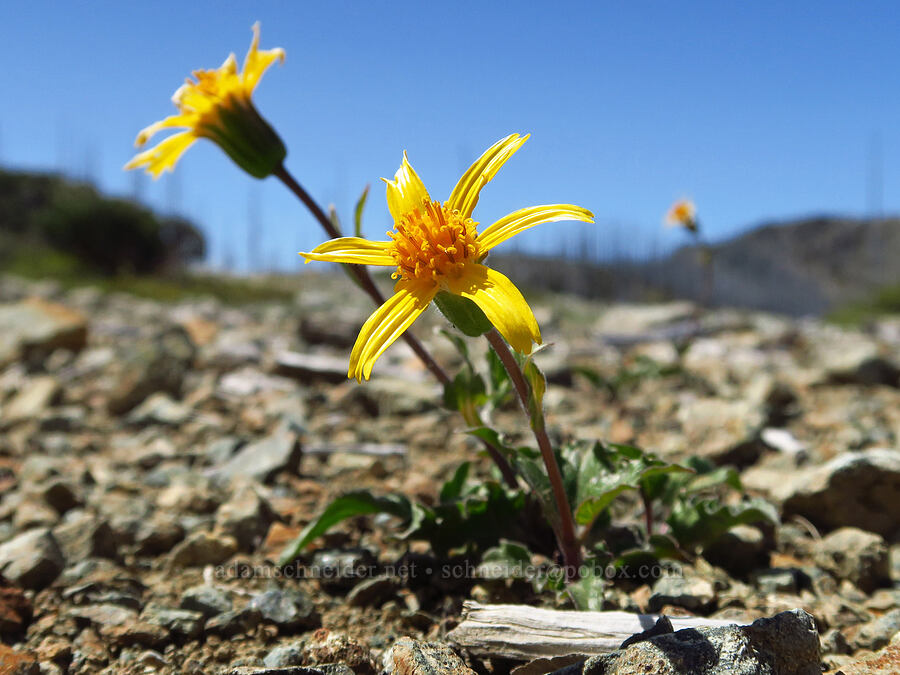 serpentine arnica (Arnica cernua) [Babyfoot Lake Trailhead, Rogue River-Siskiyou National Forest, Curry County, Oregon]