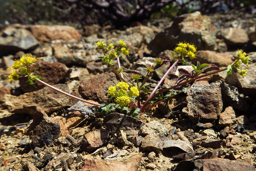 northern sanicle (Sanicula graveolens) [Babyfoot Lake Trailhead, Rogue River-Siskiyou National Forest, Josephine County, Oregon]