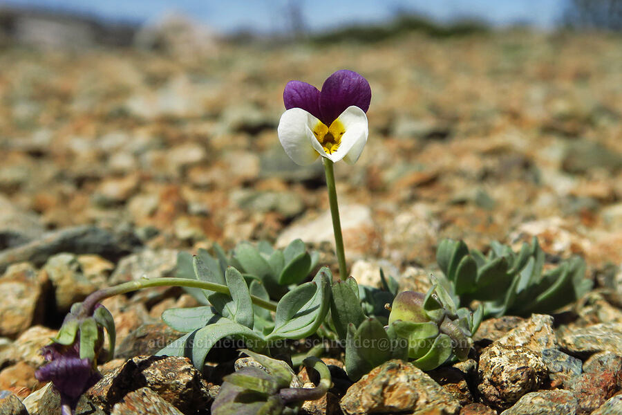 Oregon violet (Viola hallii) [Babyfoot Lake Trailhead, Rogue River-Siskiyou National Forest, Curry County, Oregon]