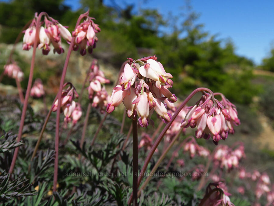 white bleeding-hearts (Dicentra formosa ssp. oregana (Dicentra oregana)) [Babyfoot Lake Trailhead, Rogue River-Siskiyou National Forest, Josephine County, Oregon]