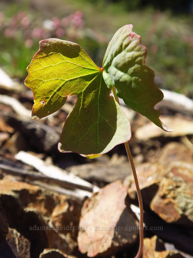 vanilla-leaf leaves (Achlys triphylla) [Babyfoot Lake Trailhead, Rogue River-Siskiyou National Forest, Josephine County, Oregon]