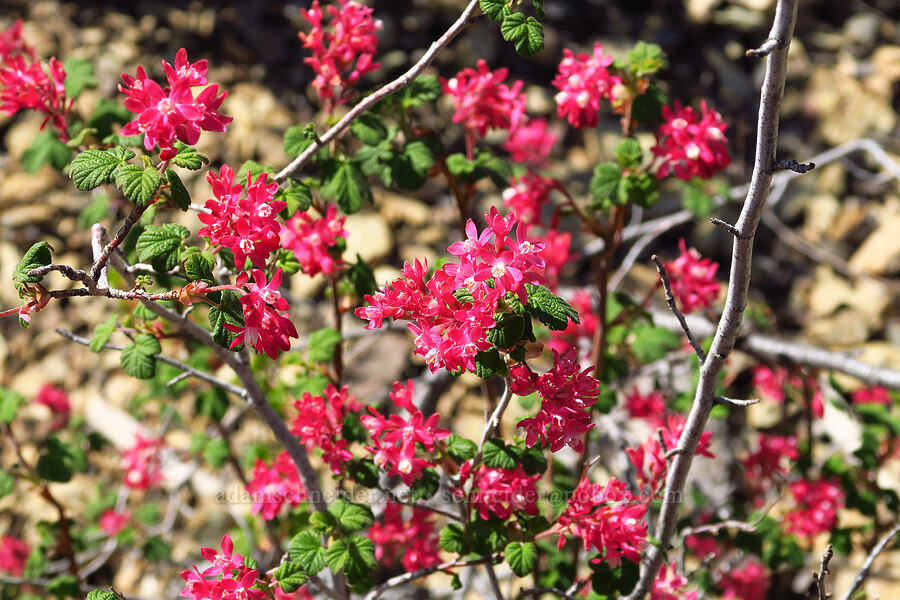 red-flowered currant (Ribes sanguineum) [Forest Road 4201, Rogue River-Siskiyou National Forest, Josephine County, Oregon]