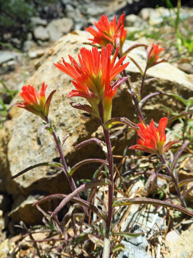 frosted paintbrush (Castilleja pruinosa) [Forest Road 4201, Rogue River-Siskiyou National Forest, Josephine County, Oregon]