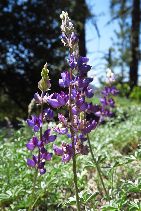 silver bush lupine (?) (Lupinus albifrons) [Forest Road 4201, Rogue River-Siskiyou National Forest, Josephine County, Oregon]